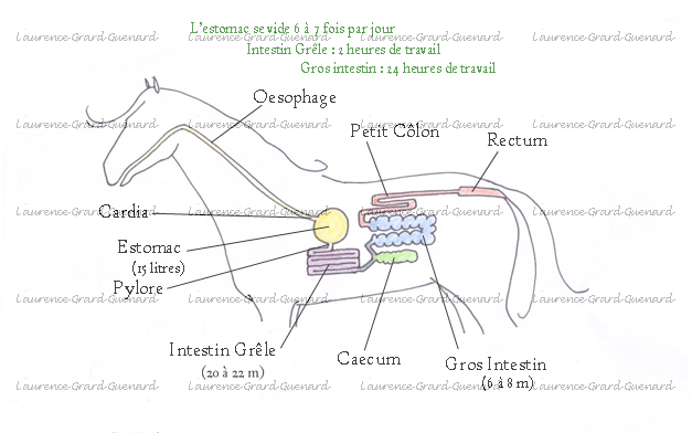 caractéristiques cheval