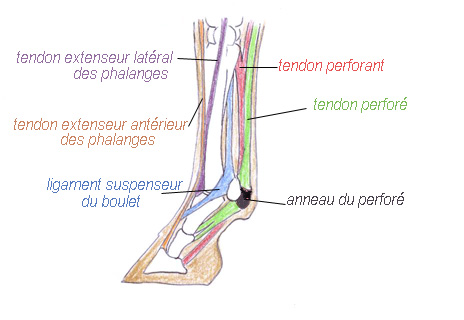 tendons