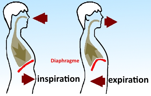 diaphragme
